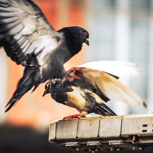 Photo #7085019