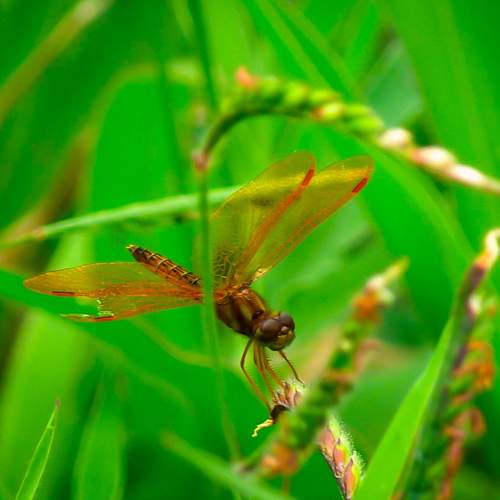 Photo #7085052