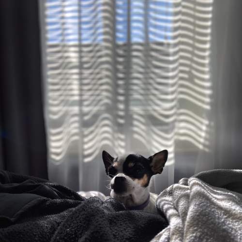 Photo #7085488