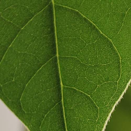 Photo #7086968
