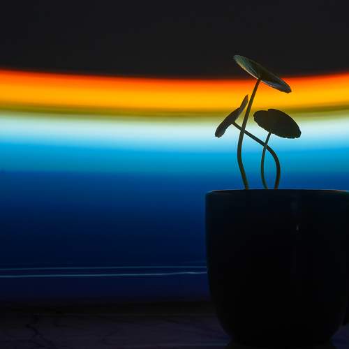 Grow in cup