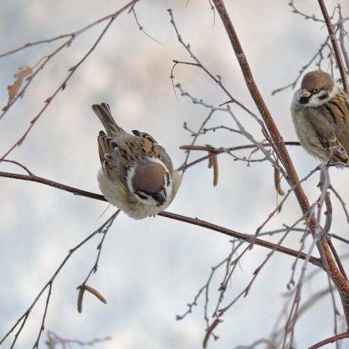 Photo #7091525