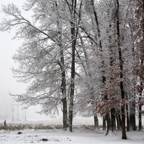 Winter prettiness
