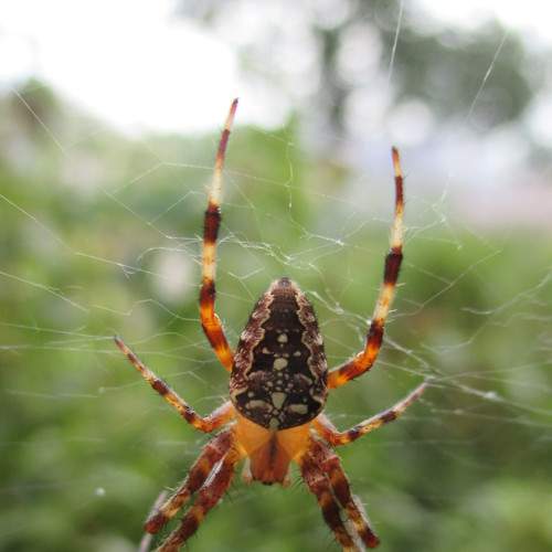 Hello big spider