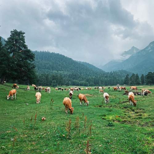 Photo #7093134