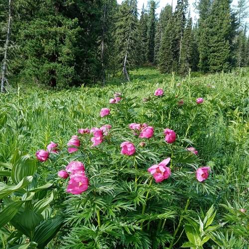 Photo #7093566