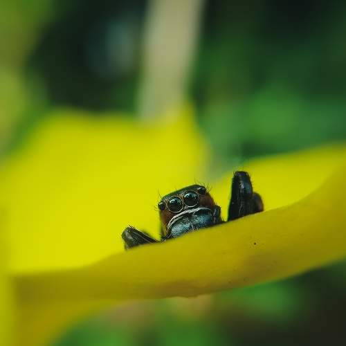 Spider