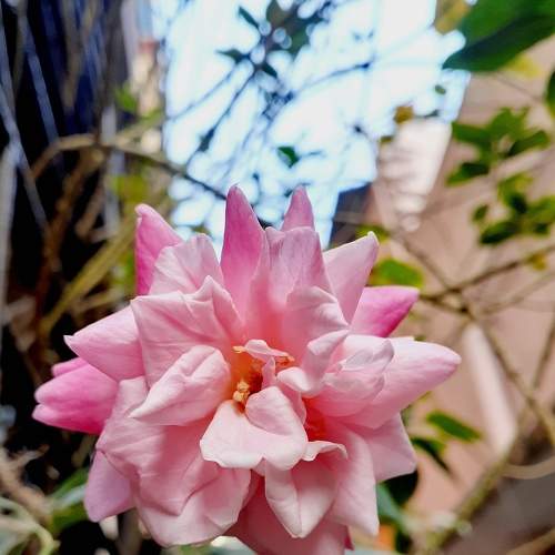 Photo #7094254