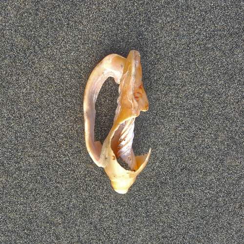 Photo #7095535