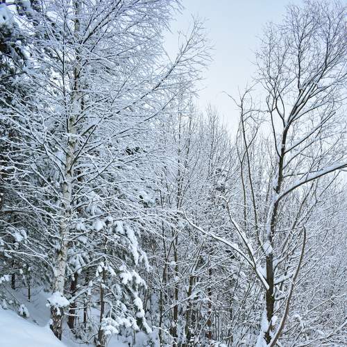 Photo #7100519