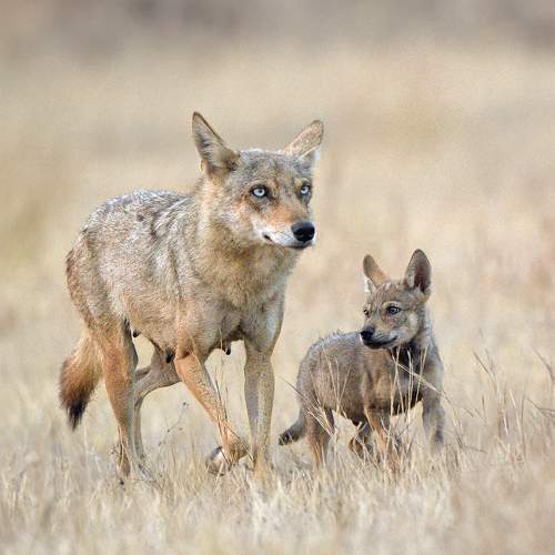 Photo #7100713