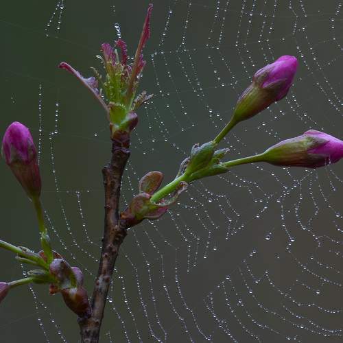 Emotional dewdrops