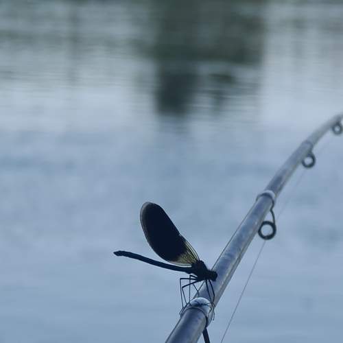 Photo #7104750