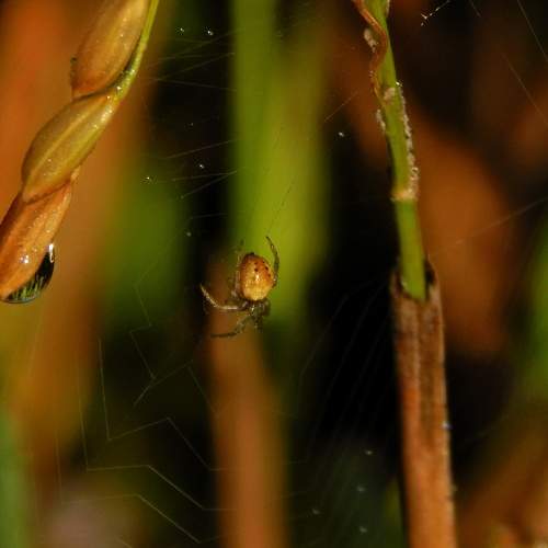 Tiny spider.