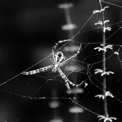 Spider is forming his web