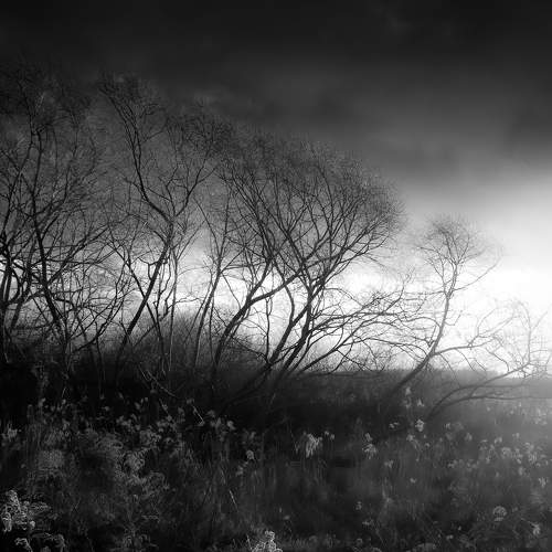 Last shine