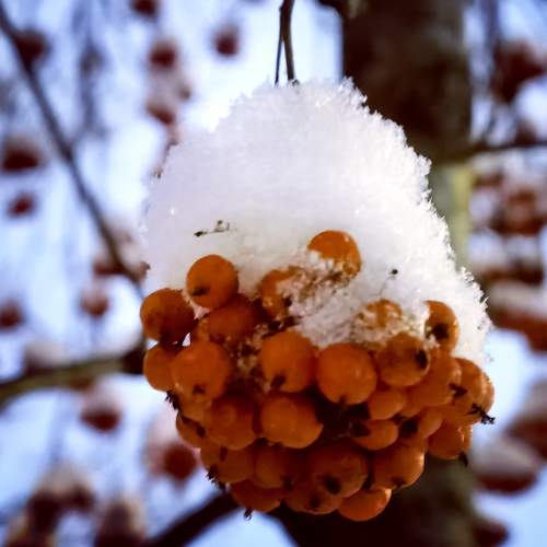 Photo #7106020