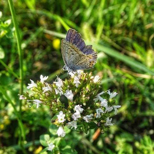 Photo #7106902
