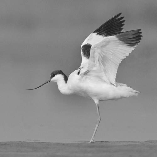 Pied Avocet in Acrobatic Mood