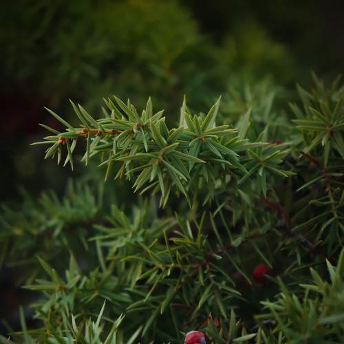 Photo #7108401