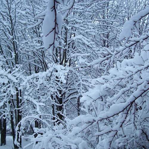 Photo #7108786