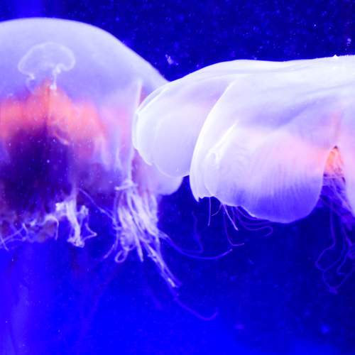 Photo #7110835