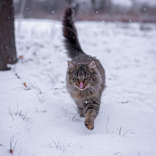 Photo #7111703