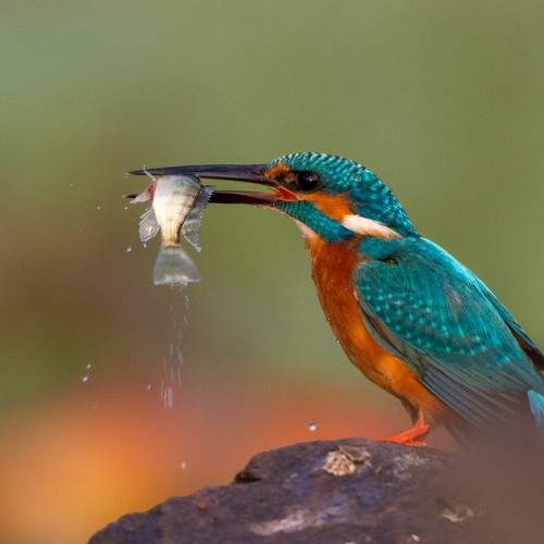 Photo #7112653
