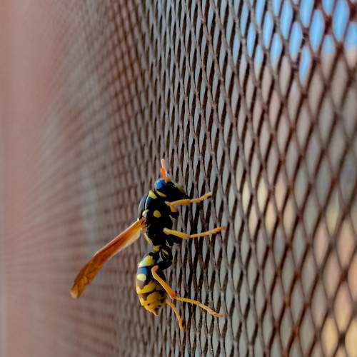 The calm wasp