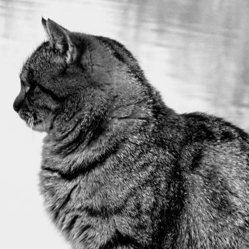 Photo #7114238