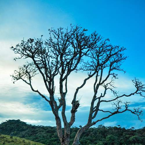 The Sky and Tree