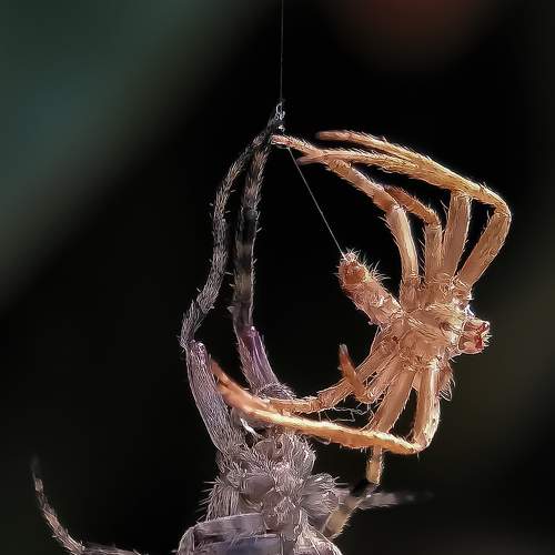 Molting of a Spider