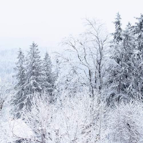 Photo #7118100
