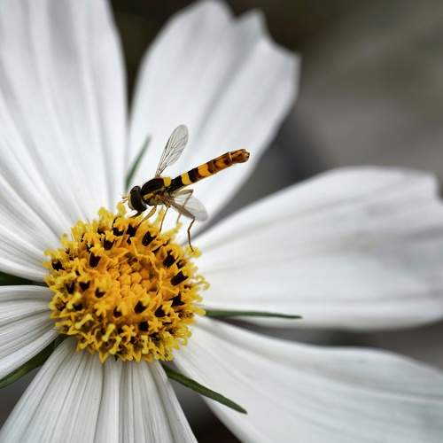 the striped fly