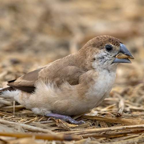Indian Silver bill with Feed
