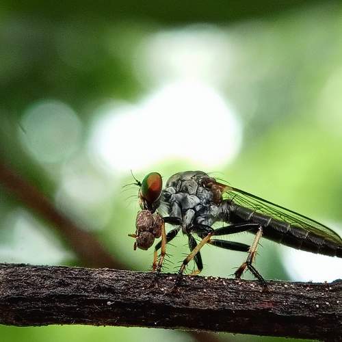 Photo #7123308