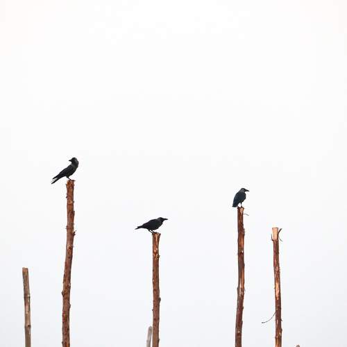 Social Distancing