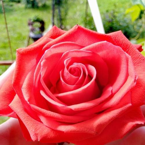 Photo #7125703