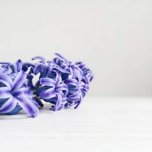 Photo #7129105