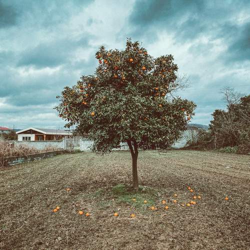 Orange tree