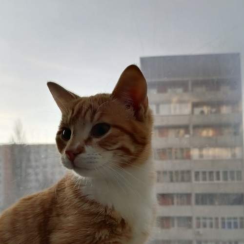 Photo #7132010
