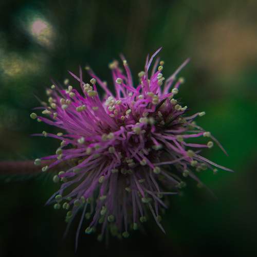 Photo #7132036