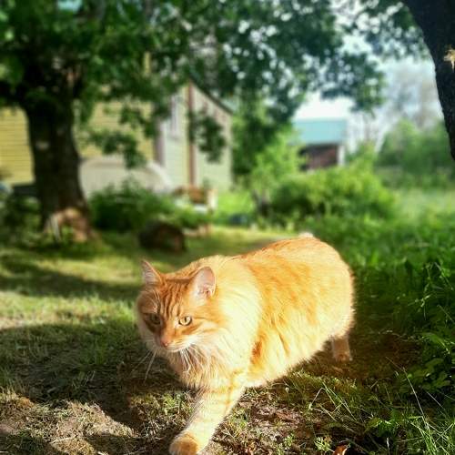 Photo #7133544