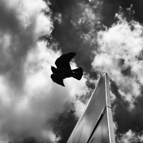 Free bird