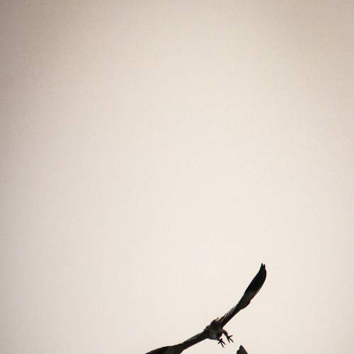 Photo #7137390