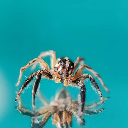Photo #7138774