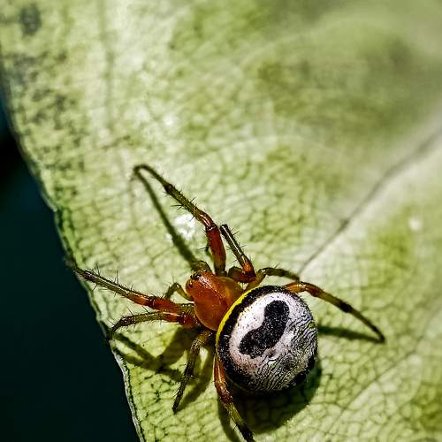 Kidney garden spider