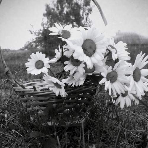 Photo #7140923