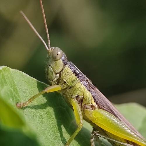 Macro
