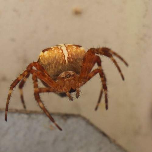Photo #7142810